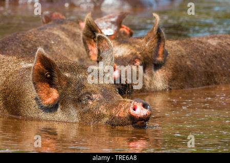 Suini domestici (Sus scrofa f. domestica), suini wallowing in uno stagno, Paesi Bassi Foto Stock