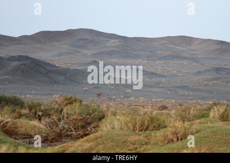 Wild Bactrian camel (Camelus ferus), Passeggiate nel deserto del Gobi in Mongolia, Mongolia, Gobi Foto Stock