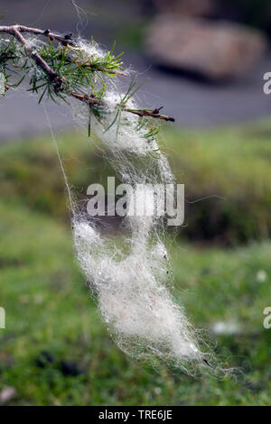 Gli animali domestici delle specie ovina (Ovis ammon f. aries), la lana di pecora su un ramo, Islanda Foto Stock