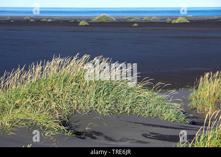 Blu erba di Lyme, sabbia di loglio, mare lyme erba, erba di Lyme (Elymus arenarius, Leymus arenarius), sulla spiaggia, Islanda Foto Stock