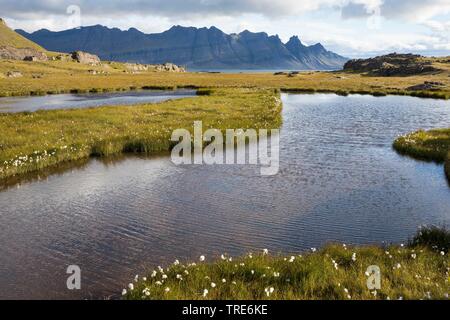 Vista sulla tundra e stagni con erba di cotone vicino a Breidalsvik, sullo sfondo delle montagne del Kambanes penninsula, Islanda Foto Stock