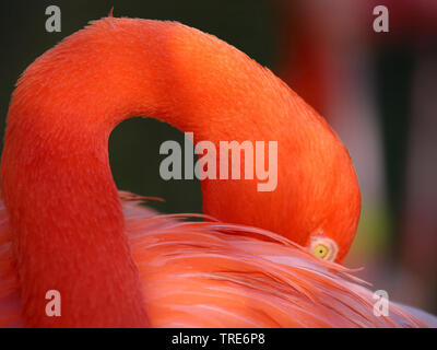 Fenicottero maggiore, American flamingo, Caribbean Flamingo (Phoenicopterus ruber ruber), inceppamento della testa in il piumaggio, vista laterale, STATI UNITI D'AMERICA, Florida Foto Stock
