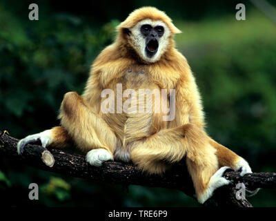 Gibbon comune, bianco-consegnato gibbone (Hylobates lar), pallido morph Foto Stock