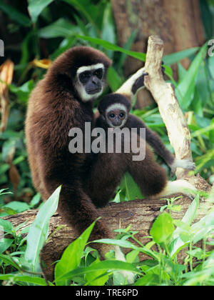 Gibbon comune, bianco-consegnato gibbone (Hylobates lar), con pup, dark morph Foto Stock