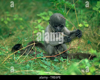 Comune lanosi scimmia, Humboldt's lanosi scimmia, Marrone lanosi scimmia (Lagothrix lagotricha), roditura pup su un ramoscello Foto Stock