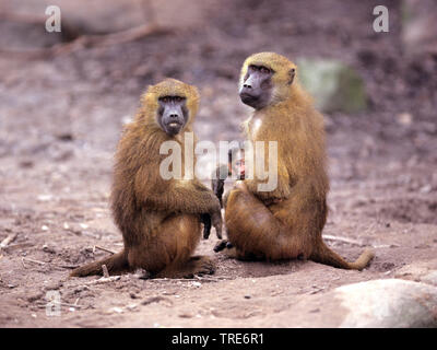 Babbuino della Guinea, Western babbuino (Papio papio), gruppo con cucciolo Foto Stock