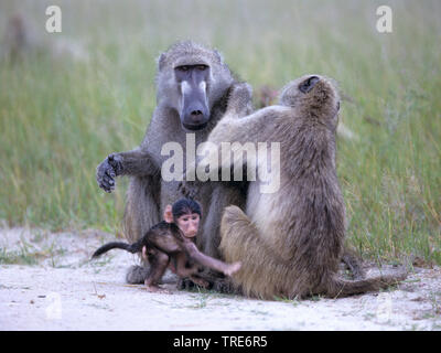 Babbuino della Guinea, Western babbuino (Papio papio), il grooming femmina a maschio Foto Stock