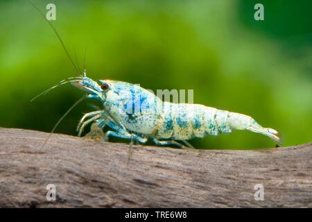 Vite blu gamberetti, Taiwan Bee, Panda Panda nero Garnele, panda nero Gamberi (Caridina logemanni "vite blu', caridina logemanni vite blu), la forma di allevamento della vite blu, vista laterale Foto Stock