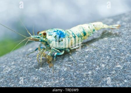 Vite blu gamberetti, Taiwan Bee, Panda Panda nero Garnele, panda nero Gamberi (Caridina logemanni "vite blu', caridina logemanni vite blu), la forma di allevamento della vite blu su una pietra, vista laterale Foto Stock