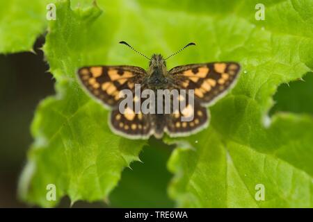 Skipper a scacchi, Arctic Skipper (Carterocephalus palaemon, Pamphila palaemon), seduta su una foglia, Germania Foto Stock