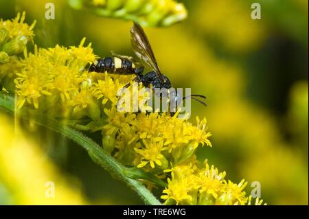 Giardino Digger Wasp (Cerceris hortivaga), seduti su una fioritura di oro, Germania Foto Stock