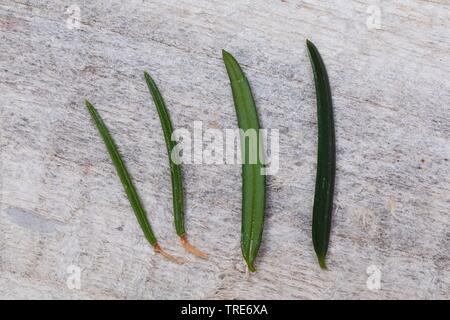 Confronto di aghi di abete rosso (sinistra) con yew ago (a destra) Foto Stock