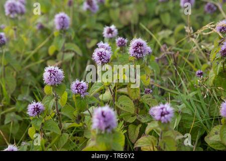 Wild Water mint, acqua di menta, menta Cavallo (Mentha aquatica), fioritura, Islanda Foto Stock