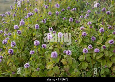 Wild Water mint, acqua di menta, menta Cavallo (Mentha aquatica), fioritura, Islanda Foto Stock