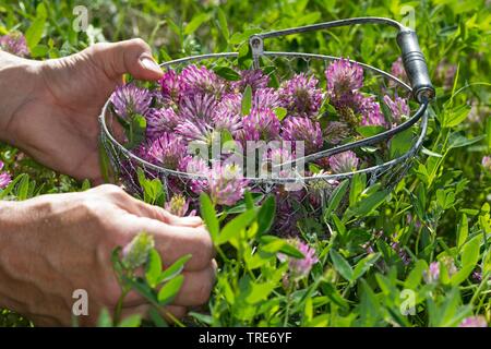 Trifoglio rosso (Trifolium pratense), la raccolta di trifoglio rosso, Germania Foto Stock