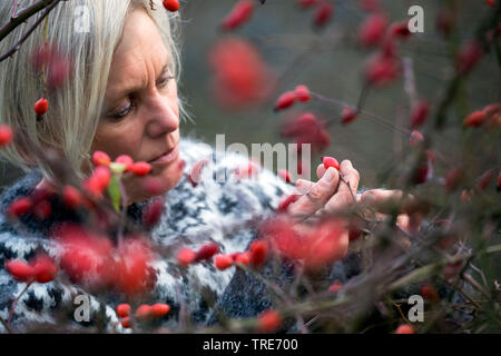 La rosa canina (Rosa canina), donna la raccolta di frutti della rosa canina, Germania Foto Stock