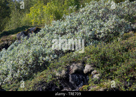 Lanosi willow, Lanate willow (Salix lanata), Islanda Foto Stock