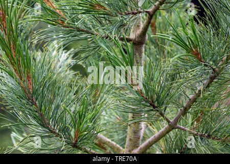 Il cembro, arolla pine (Pinus cembra), rami, Germania Foto Stock