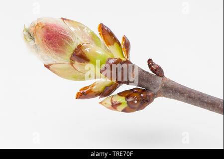 Red ippocastano, rosa ippocastano (Aesculus x carnea, Aesculus carnea), shootong bud Foto Stock