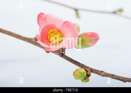 Cotogno giapponese (Chaenomeles japonica, Choenomeles japonica), fiori Foto Stock