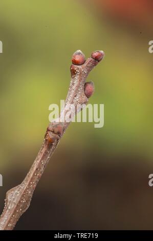 Castagno, dolce castagno (Castanea sativa), il ramo con le gemme, Germania Foto Stock