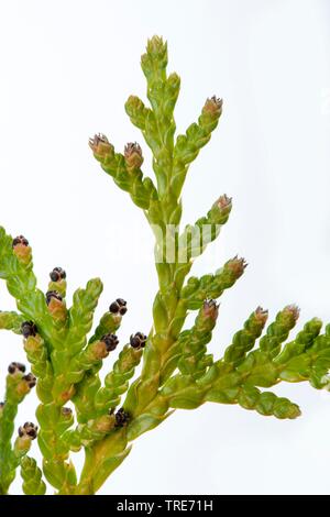 Cedro giallo, bianco orientale cedro (Thuja occidentalis), il ramo con fiori maschili e la fioritura di coni, ritaglio Foto Stock