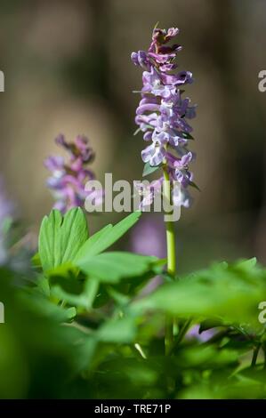 Corydalis bulbosa, fumewort (Corydalis cava, Corydalis bulbosa), fioritura, Germania Foto Stock