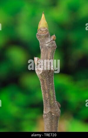 La figura commestibili, comune fig, Figtree (Ficus carica), ramoscello con boccioli