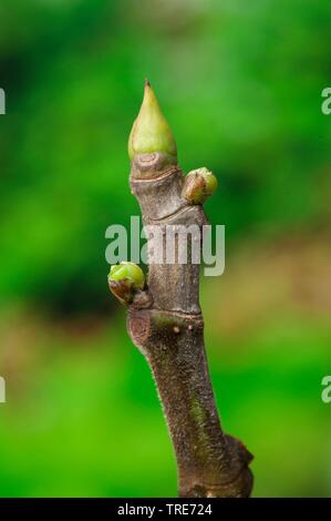 La figura commestibili, comune fig, Figtree (Ficus carica), ramoscello con boccioli Foto Stock