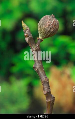 La figura commestibili, comune fig, Figtree (Ficus carica), ramoscello con boccioli e fig