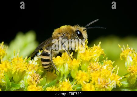 Ivy Bee (Colletes hederae), sui fiori gialli, Germania Foto Stock