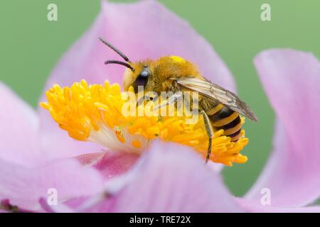 Ivy Bee (Colletes hederae), su un fiore crocus, Germania Foto Stock