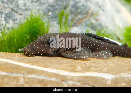 Blu-mento ancistrus, blu-mento xenocara, bushymouth catfish, oro bristlenose chiazze, big-fin bristlenose (Ancistrus dolichopterus, Xenocara dolichoptera), su una pietra Foto Stock