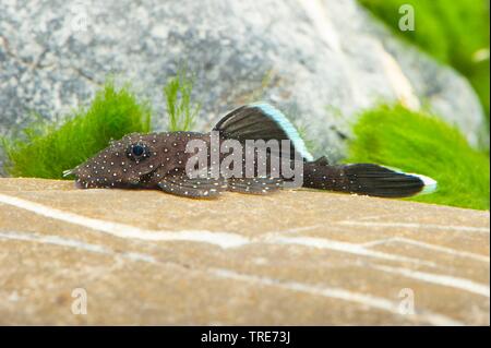 Blu-mento ancistrus, blu-mento xenocara, bushymouth catfish, oro bristlenose chiazze, big-fin bristlenose (Ancistrus dolichopterus, Xenocara dolichoptera), su una pietra Foto Stock