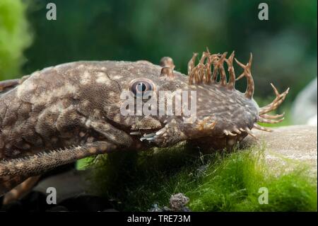 Blu-mento ancistrus, blu-mento xenocara, bushymouth catfish, oro bristlenose chiazze, big-fin bristlenose (Ancistrus dolichopterus, Xenocara dolichoptera), su una pietra Foto Stock