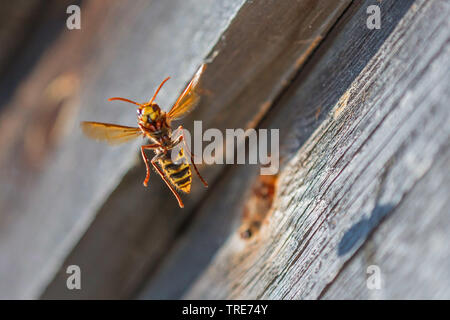 Hornet, marrone hornet, Europeo hornet (Vespa crabro), prendendo il largo, in Germania, in Baviera, Niederbayern, Bassa Baviera Foto Stock