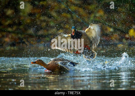 Il germano reale (Anas platyrhynchos), Drake scacciano un felmale, in Germania, in Baviera, Niederbayern, Bassa Baviera Foto Stock