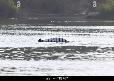 Fiume Irrawaddy dolphin, affronto-fin dolphin (Orcaella brevirostris), nuotare nel fiume Mekong, Cambogia, Kratie Foto Stock