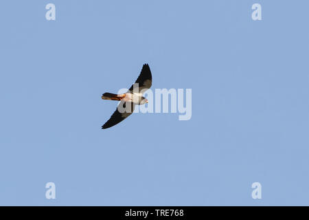 Rosso orientale-footed krestel (Falco amurensis), in volo, Cina, Heilongjiang Foto Stock