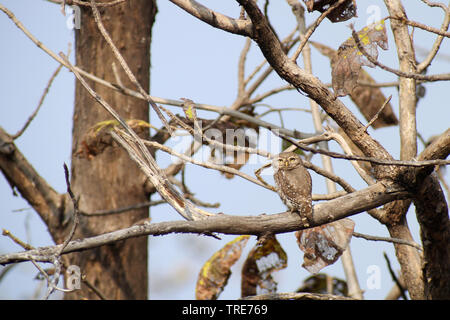 Forest civetta (Athene blewitti), un recentemente riscoperto indiano specie endemiche di uccelli e sull orlo di estinzione, India, Melghat Foto Stock