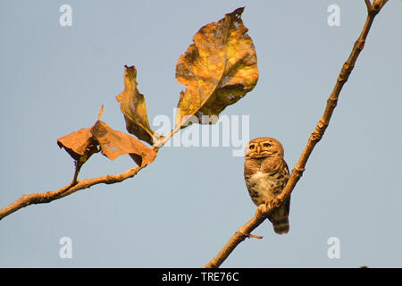 Forest civetta (Athene blewitti), un recentemente riscoperto indiano specie endemiche di uccelli e sull orlo di estinzione, India, Melghat Foto Stock