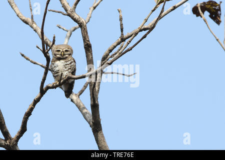 Forest civetta (Athene blewitti), un recentemente riscoperto indiano specie endemiche di uccelli e sull orlo di estinzione, India, Melghat Foto Stock