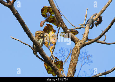 Forest civetta (Athene blewitti), un recentemente riscoperto indiano specie endemiche di uccelli e sull orlo di estinzione, India, Melghat Foto Stock