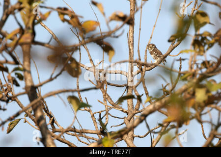 Forest civetta (Athene blewitti), un recentemente riscoperto indiano specie endemiche di uccelli e sull orlo di estinzione, India, Melghat Foto Stock