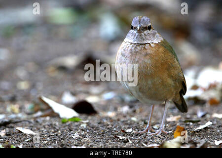 Blu-rumped pitta, Hydrornis soror (Hydrornis soror), femmina, Vietnam, Cat Tien Foto Stock