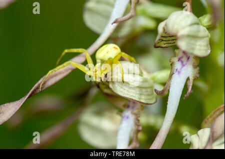 Oro ragno granchio (Misumena vatia), su lizard orchid (Himantoglossum hircinum), Germania Foto Stock