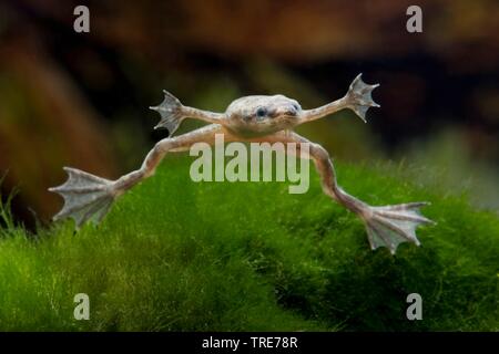 Nana africana rana, dwarf artigliato frog (Hymenochirus boettgeri), nuoto Foto Stock