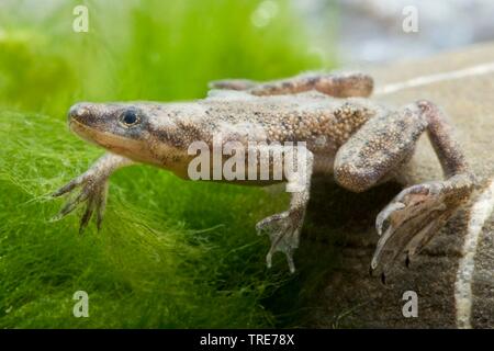 Nana africana rana, dwarf artigliato frog (Hymenochirus boettgeri), nuoto Foto Stock