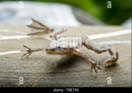 Nana africana rana, dwarf artigliato frog (Hymenochirus boettgeri), nuoto Foto Stock