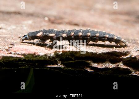 Delle lucciole, glow worm, grande Europeo glow worm beetle (Lampyris noctiluca), larva, Germania Foto Stock